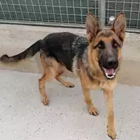 Foto dell\'animale cane - Matr. 2020/0740 - Microchip 380260043724997