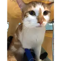 Foto dell\'animale gatto - Matr. 2020/0819 - Microchip 380260043707696