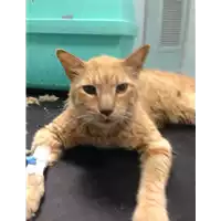 Foto dell\'animale gatto - Matr. 2020/0820 - Microchip 380260043709466
