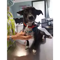 Foto dell\'animale cane - Matr. 2020/0821 - Microchip 380260043708456