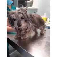 Foto dell\'animale cane - Matr. 2020/0822 - Microchip 380260043708412