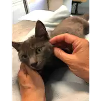 Foto dell\'animale gatto - Matr. 2020/0825 - Microchip 380260043769600