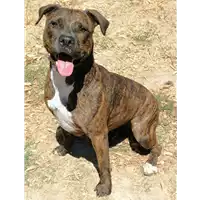 Foto dell\'animale cane - Matr. 2020/0830 - Microchip 380260120126767