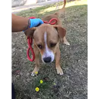 Foto dell\'animale cane - Matr. 2020/0833 - Microchip 380260160031344