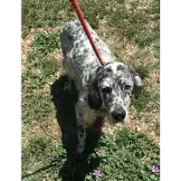 Foto dell\'animale cane - Matr. 2020/0835 - Microchip 380260070170512