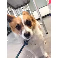 Foto dell\'animale cane - Matr. 2020/0836 - Microchip 380260043770287