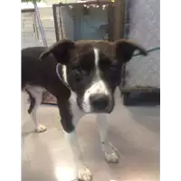 Foto dell\'animale cane - Matr. 2020/0837 - Microchip 380260170002436