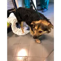 Foto dell\'animale cane - Matr. 2020/0838 - Microchip 380260101586712