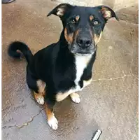 Foto dell\'animale cane - Matr. 2019/2529 - Microchip 380260043708256