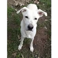 Foto dell\'animale cane - Matr. 2020/0398 - Microchip 380260042128508