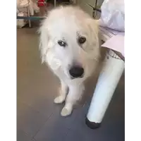 Foto dell\'animale cane - Matr. 2020/0840 - Microchip 380260080205112