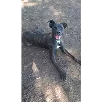 Foto dell\'animale cane - Matr. 2019/2451 - Microchip 380260043849151