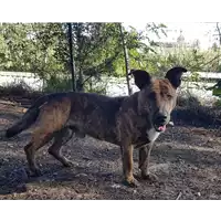 Foto dell\'animale cane - Matr. 2020/0209 - Microchip 380260043631880