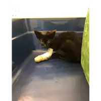 Foto dell\'animale gatto - Matr. 2020/0841 - Microchip 380260043770047