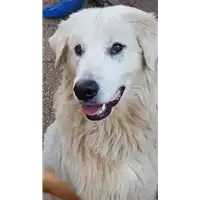 Foto dell\'animale cane - Matr. 2017/1578 - Microchip 380260043319103