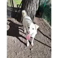 Foto dell\'animale cane - Matr. 2020/0314 - Microchip 380260043845582