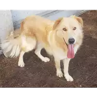 Foto dell\'animale cane - Matr. 2020/0419 - Microchip 380260043769854