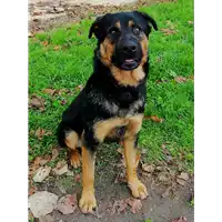 Foto dell\'animale cane - Matr. 2018/0379 - Microchip 380260042717179