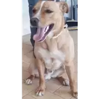 Foto dell\'animale cane - Matr. 2017/0447 - Microchip 380260043148472