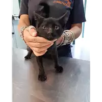 Foto dell\'animale gatto - Matr. 2020/0847 - Microchip 380260043707402