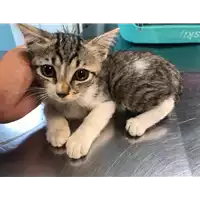 Foto dell\'animale gatto - Matr. 2020/0850 - Microchip 380260043770267