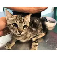 Foto dell\'animale gatto - Matr. 2020/0851 - Microchip 380260043770168