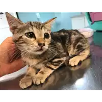 Foto dell\'animale gatto - Matr. 2020/0852 - Microchip 380260043770478