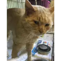 Foto dell\'animale gatto - Matr. 2017/0450 - Microchip 380260043148353