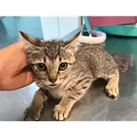 Foto dell\'animale gatto - Matr. 2020/0853 - Microchip 380260043770046