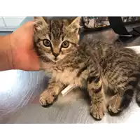 Foto dell\'animale gatto - Matr. 2020/0849 - Microchip 380260043769660
