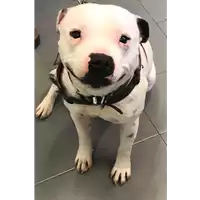 Foto dell\'animale cane - Matr. 2020/0410 - Microchip 380260004290785