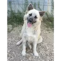 Foto dell\'animale cane - Matr. 2020/0856 - Microchip 380260043596792