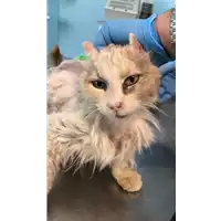 Foto dell\'animale gatto - Matr. 2020/0859 - Microchip 380260043707163