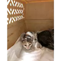 Foto dell\'animale gatto - Matr. 2020/0858 - Microchip 380260043707197