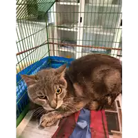 Foto dell\'animale gatto - Matr. 2020/0861 - Microchip 380260043769810