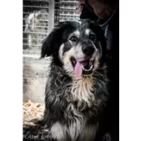 Foto dell\'animale cane - Matr. 2017/0451 - Microchip 380260043152468