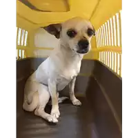 Foto dell\'animale cane - Matr. 2020/0864 - Microchip 380260043708320