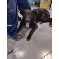 Foto dell\'animale cane - Matr. 2020/0867 - Microchip 380260043710123