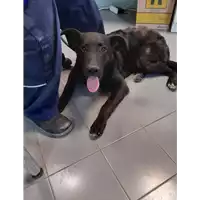 Foto dell\'animale cane - Matr. 2020/0867 - Microchip 380260043710123