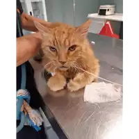 Foto dell\'animale gatto - Matr. 2020/0862 - Microchip 380260043707123