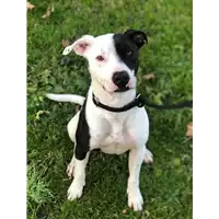 Foto dell\'animale cane - Matr. 2020/0869 - Microchip 380260044279559