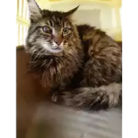 Foto dell\'animale gatto - Matr. 2020/0865 - Microchip 380260043706700