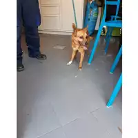 Foto dell\'animale cane - Matr. 2020/0868 - Microchip 380260043707903