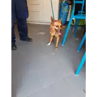cane - Matr. 2020/0868 - Microchip 380260043707903