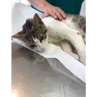 Foto dell\'animale gatto - Matr. 2020/0872 - Microchip 380260043709895