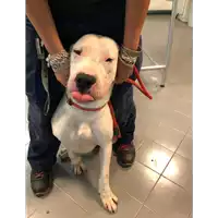Foto dell\'animale cane - Matr. 2019/2283 - Microchip 380260043873440