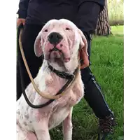 Foto dell\'animale cane - Matr. 2019/2282 - Microchip 380260043717677