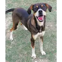 Foto dell\'animale cane - Matr. 2019/2765 - Microchip 380260043854410