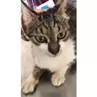 Foto dell\'animale gatto - Matr. 2020/0876 - Microchip 380260043707713
