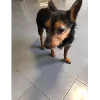 Foto dell\'animale cane - Matr. 2020/0874 - Microchip 380260043708171